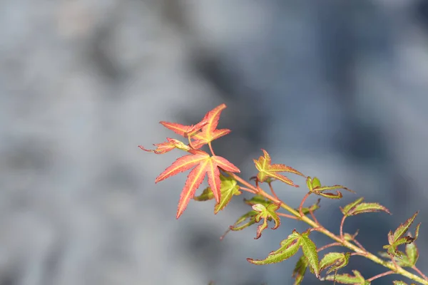 Japanse Esdoorn Wilsons Pink Dwarf Latijnse Naam Acer Palmatum Wilsons — Stockfoto