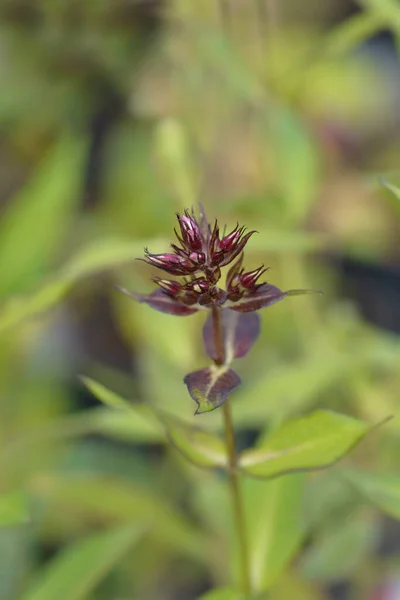 多年生Phlox花芽 ラテン名 Phlox Paniculata — ストック写真