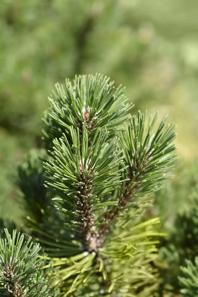 Dwergdennenboom Ophir Latijnse Naam Pinus Mugo Ophir — Stockfoto