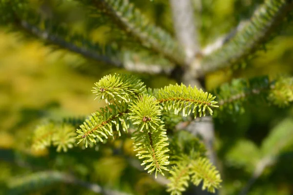 Nordmann Fir Latin Name Abies Nordmanniana — Stock Photo, Image