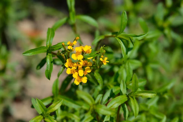 Souci Mexicain Nom Latin Tagetes Lucida — Photo