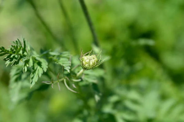 Vadsárgarépa Virágbimbó Latin Név Daucus Carota — Stock Fotó