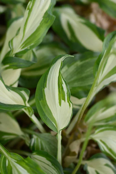 Een Gestreepte Golvende Weegbree Lelie Latijnse Naam Hosta Undulata Var — Stockfoto