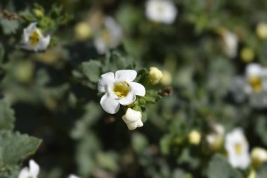 Süslü bacopa çiçekleri - Latince adı Chaenostoma cordatum