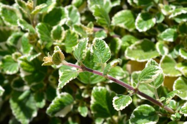 İsveç sarmaşığı Marginatus yaprakları - Latince adı - Plectranthus for stermarginatus