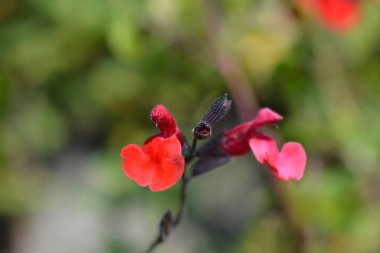 Bebek bilgesi Kırmızı Kadife Çiçekler - Latince adı - Salvia microphylla Red Velvet