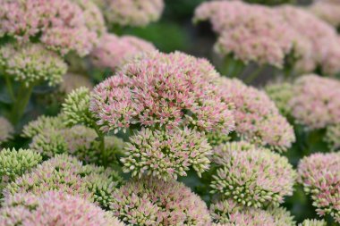 Stonecrop Herbstfreude (Sonbahar neşesi) çiçekleri - Latince adı - Hylotelephium spectabile Herbstfreude (Sedum spectabile Herbstfreude)