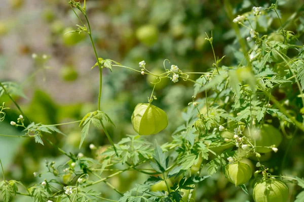 Vigne Ballon Nom Latin Cardiospermum Halicacabum — Photo