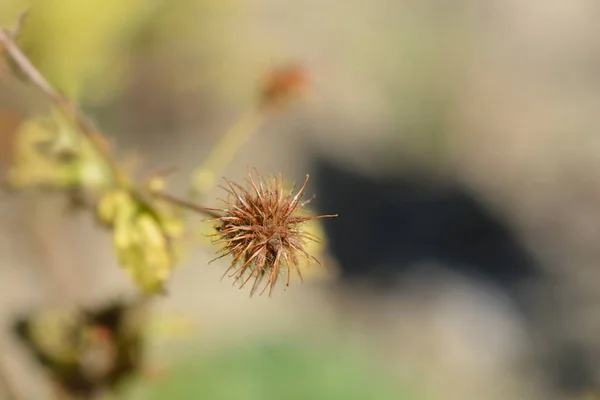 Wood Awens Seed Head Latin Name Geum Urbanum — Stock Photo, Image