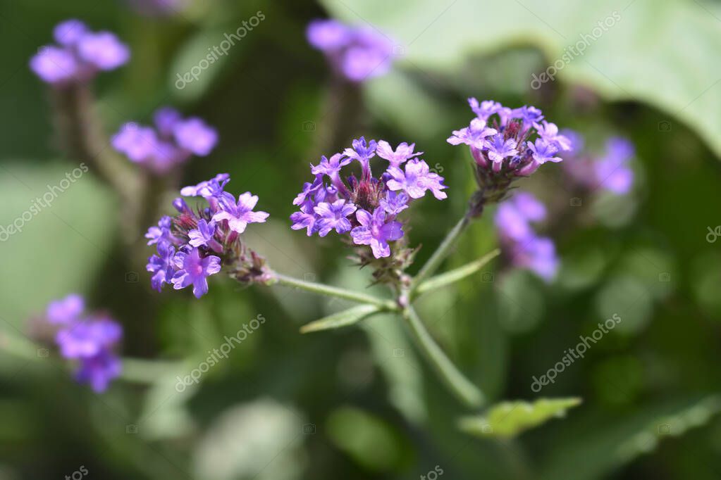 Verbena esbelta Nombre en latín Verbena rigida (Verbena venosa) 2024
