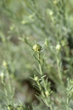 İtalyan sarı çiçek tomurcukları - Latince adı - Helichrysum italicum