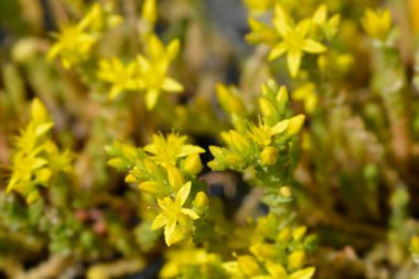 Goldmoss Stonecrop - Latince adı - Sedum dönümü