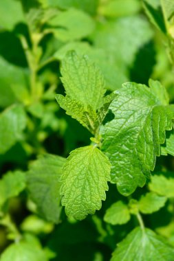 Limon yaprağı - Latince adı - Melissa officinalis