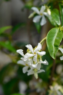 Yıldız yasemini - Latince adı - Trachelospermum jasminoides