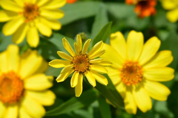 Zinnia Amarilla Común Nombre Latino Zinnia Elegans — Foto de Stock