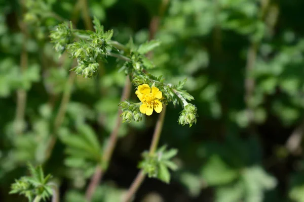 Schlanke Fingerhutblüten Lateinischer Name Potentilla Gracilis — Stockfoto