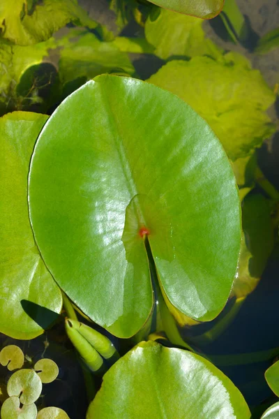 Yellow Water Lily Leaves Latin Name Nuphar Lutea — Stock Photo, Image