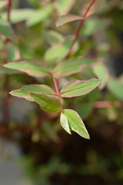 セントジョンズ トリコロール ラテン語名 Hypericum Moserianum Tricolor — ストック写真