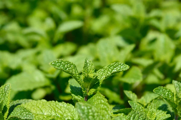 Spearmint Leaves Latin Name Mentha Spicata — Stock Photo, Image