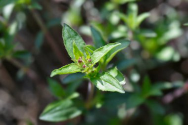 Kaya sabunu çiçek tomurcukları - Latince adı - Saponaria ocymoides