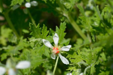 Sting Lily Çiçeği - Latince adı - Blumenbachia hiyeronymi