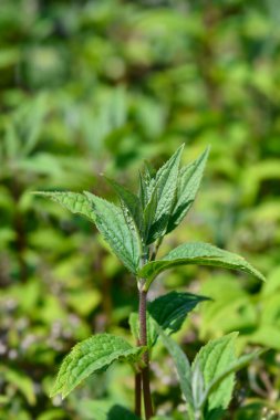 Deutzia Mont Rose Latince adı Deutzia x melez Mont Rose 'dan ayrılıyor
