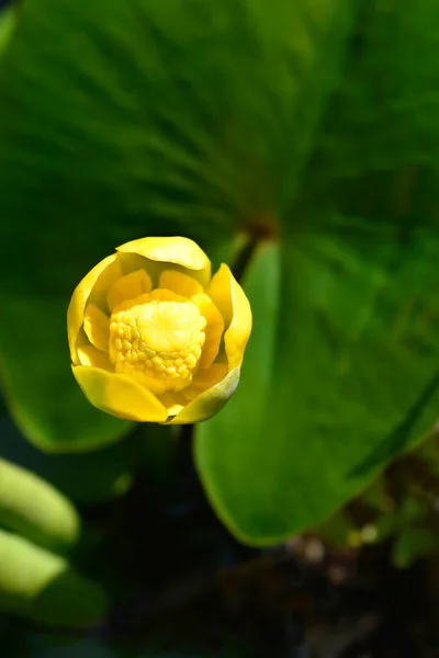 Yellow Water Lily Latin Name Nuphar Lutea — Stock Photo, Image