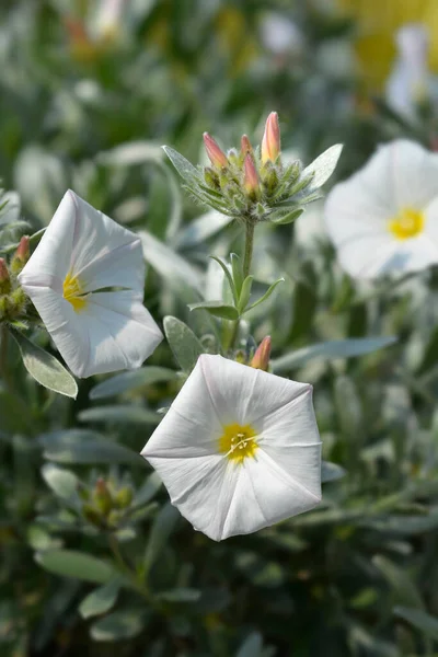 Shrubby Bindweed Flowers Latin Name Convolvulus Cneorum — Stock Photo, Image