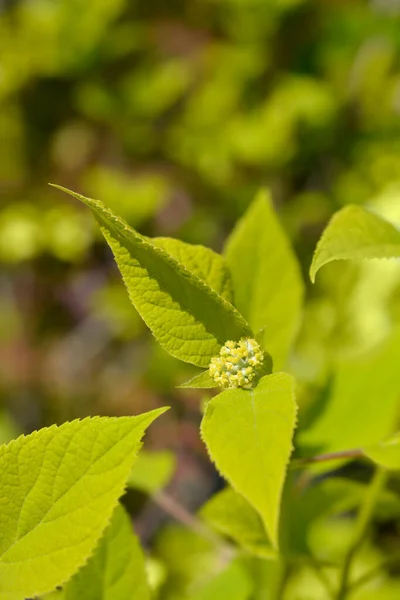Gładki Hortensja Annabelle Kwiat Pąki Łacińska Nazwa Hydrangea Arborescens Annabelle — Zdjęcie stockowe