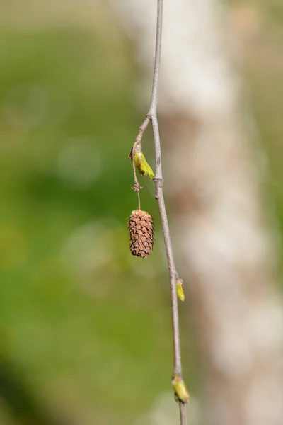 새로운 과마른 씨앗이 자작나무 라틴어 — 스톡 사진