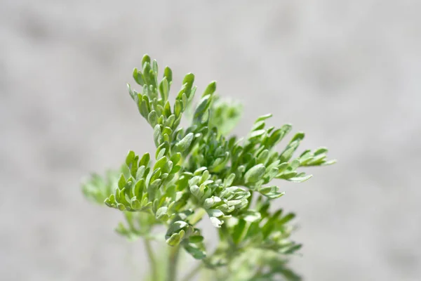 Κοινά Φύλλα Αρτεμισίας Λατινική Ονομασία Artemisia Absinthium — Φωτογραφία Αρχείου