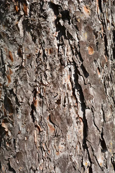 Particolare Corteccia Pino Nero Nome Latino Pinus Nigra — Foto Stock