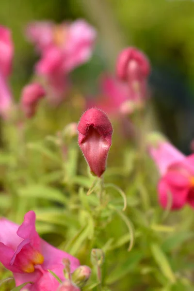 Snapdragon Flowers Латинское Название Antirrhinum Majus — стоковое фото