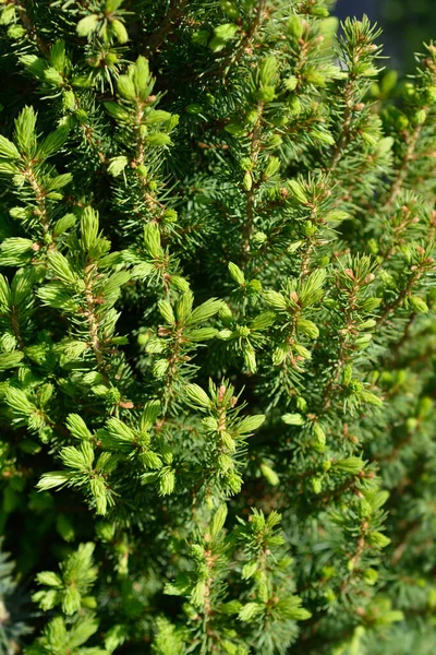 Alberta Spruce Conica Perfecta Latin Name Picea Glauca Conica Perfecta — Stock Photo, Image