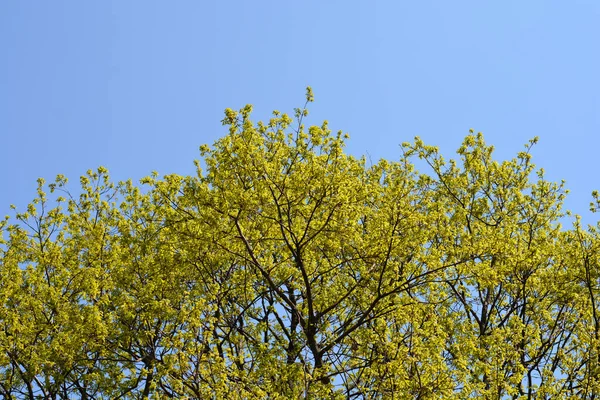 Chêne Anglais Contre Ciel Bleu Nom Latin Quercus Robur — Photo