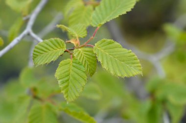 Genel boynuz kirişi yaprakları - Latince adı - Carpinus betulus