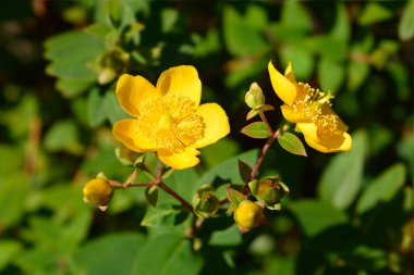 St Johns-wort Hidcote - Latince adı - Hypericum x hidcoteense Hidcote