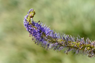 Sakhalin Adası 'ndan (Rusya) endemik veronicastrum - Latince adı - Veronicastrum sachalinense