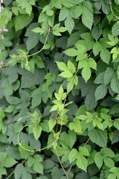 Hop Bladeren Latijnse Naam Humulus Lupulus — Stockfoto