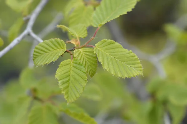 Обыкновенные Листья Рога Латинское Название Carpinus Betulus — стоковое фото