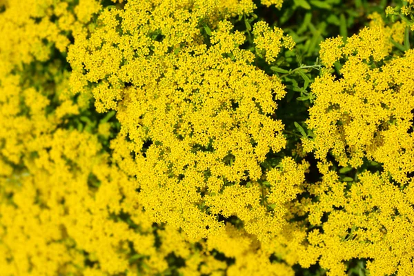 Žluté Květy Kly Latinský Název Alyssum Murale — Stock fotografie