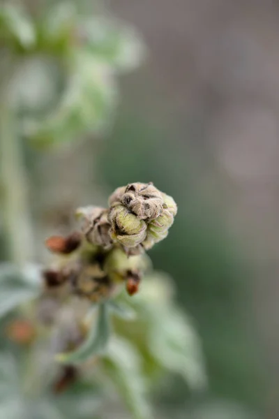 Common Marsh Mallow Seed Latin Name Althaea Officinalis — Stok Foto