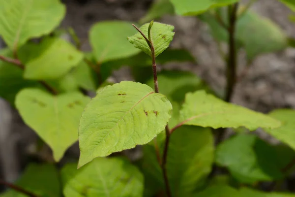 Japon Düğümü Yaprakları Latince Adı Persicaria Filiforis — Stok fotoğraf