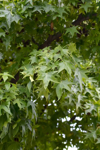 Φύλλα Sweetgum Αμερικής Λατινική Ονομασία Liquidambar Styraciflua — Φωτογραφία Αρχείου