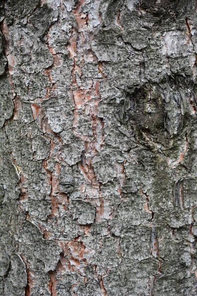 Detalle Corteza Abeto Noruega Nombre Latino Picea Abies — Foto de Stock