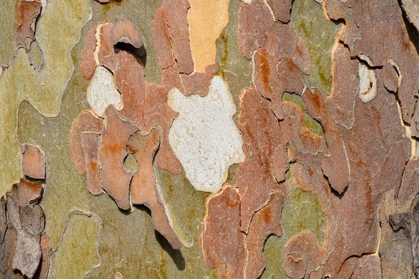 ロンドンの飛行機の樹皮の詳細 ラテン名 Platanus Hispanica Platanus Acerifolia — ストック写真