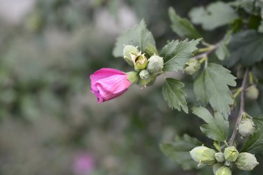 Sharon 'ın Gülü - Latince adı - Hibiscus syriacus