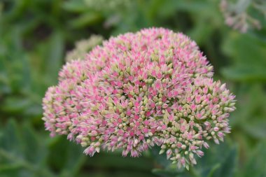 Stonecrop Herbstfreude (Sonbahar neşesi) çiçeği - Latince adı - Hylotelephium spectabile Herbstfreude (Sedum spectabile Herbstfreude)