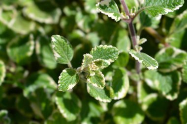 İsveç sarmaşığı Marginatus yaprakları - Latince adı - Plectranthus for stermarginatus