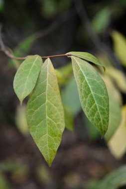Japon orixa yaprakları - Latince adı - Orixa japonica